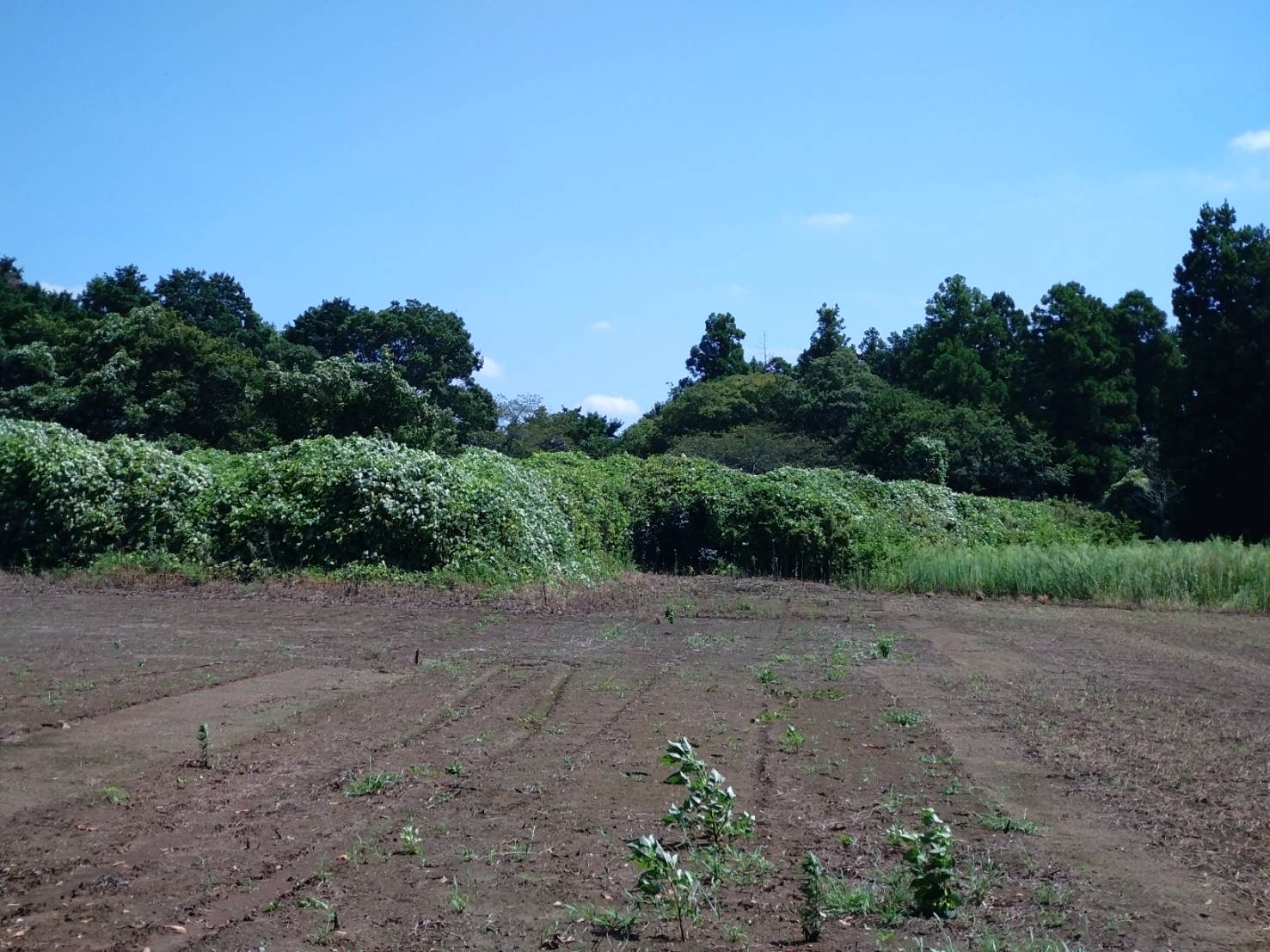 木々に囲まれた農地